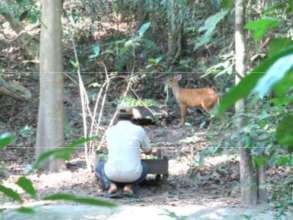 Muntjac evening feed