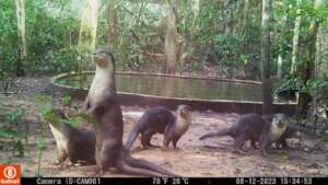 Released otters and offspring wild-born in Angkor