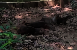 Snip from video clip of otters rolling