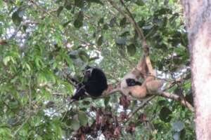 Bakheng and Ping-peeung lounging in the treetops