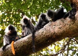 Silvered langurs with baby (orange tail)