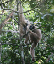Chung-ruth (wild-born 2017) and mother Saranick