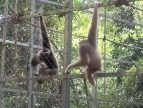 Chung-ruth in enclosure being visited by Tevy