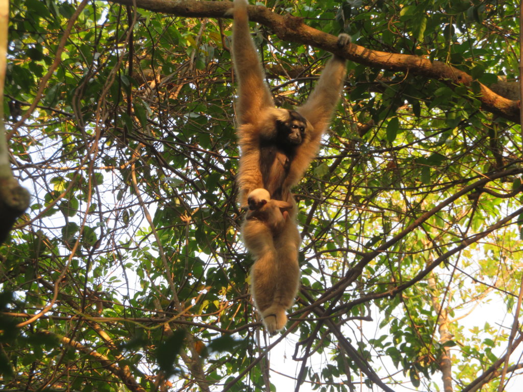 Help Bring Wildlife Back to Angkor Forest