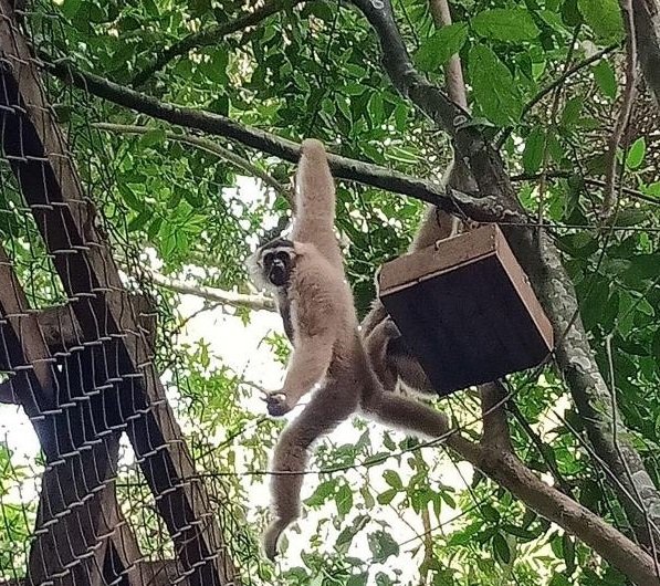 Help Bring Wildlife Back to Angkor Forest