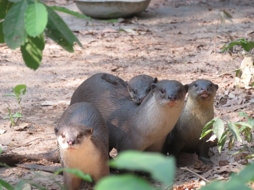 Help Bring Wildlife Back to Angkor Forest