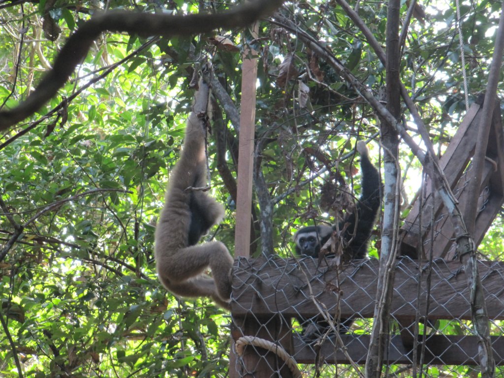 Help Bring Wildlife Back to Angkor Forest - GlobalGiving