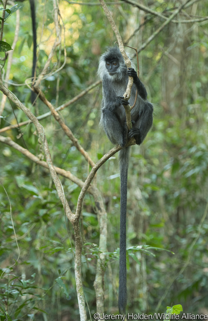 Help Bring Wildlife Back to Angkor Forest
