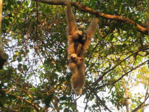 3rd infant (born 2020) of 1st pair with mom