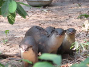 Otters released Nov 2019 with pups born early 2020