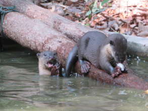 Wild-born otter pups eating fish