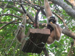 Mom of 2nd pair with 2nd offspring at feed basket