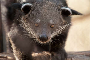 Binturongs Classified as Vulnerable