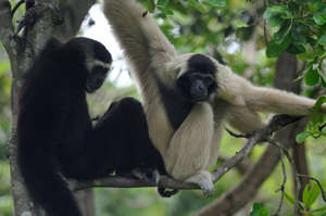 Help Bring Wildlife Back to Angkor Forest
