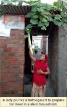 A lady plucks out a grown bottle guard