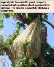 Bottle gourds supported by old bed-sheet