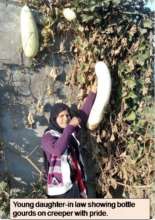 Lady showing bottle gourds on creeper with pride