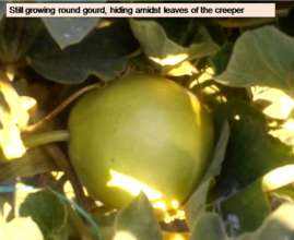 Still maturing round gourd, hiding amidst leaves