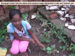 Plants and creepers begin taking form in wet soil