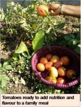 Tomatoes ready to add nutrition & Flavor to meal