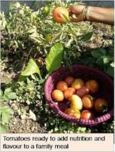 Tomatoes ready to add meal to nutrition