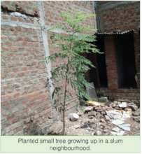 Planted tree growing in a slum neighborhood