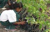 Rainforest Conservation in Calakmul, Mexico