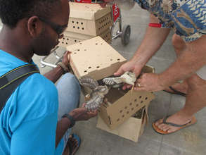 Ten Dozen Two-week old Chicks for Taveuni