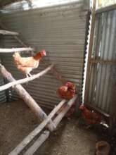 Some hens take to the roost to rest in the day.