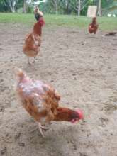 A formerly caged chicken still in recovery