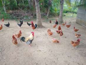 The rescued chickens become part of the flock