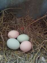 Happy Chicken Eggs come in several colors!