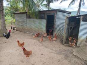 Open doors, the chickens are free to roam all day!