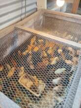 Chick receiving room, where the chicks start out.