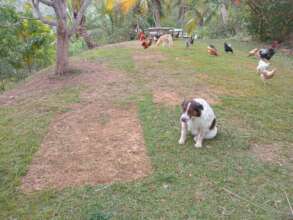 Jumper dog and the cut grass as the pens move