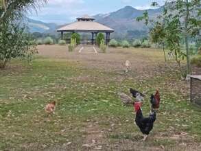 The Pavilion, the chickens somehow never enter
