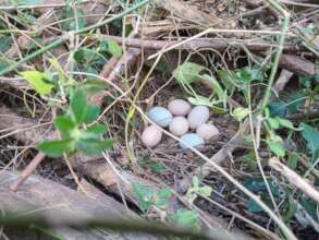 Renegade hens sometimes lay in the bush!
