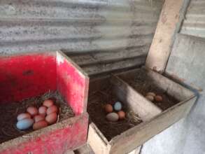 Laying boxes inside the 100% open chicken houses.