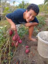 Sweet potatos grow well on chicken manure!