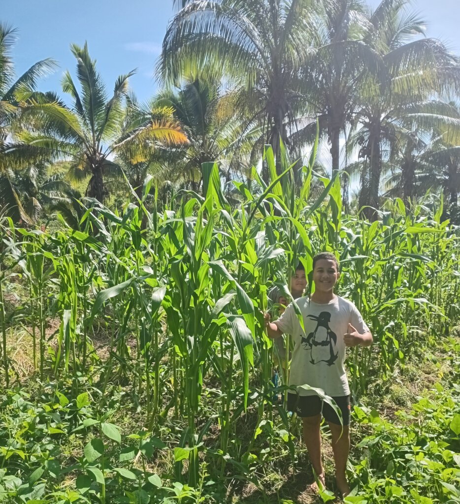 Testing new corn varieties: Mexican Green Corn