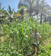 Testing new corn varieties: Mexican Green Corn