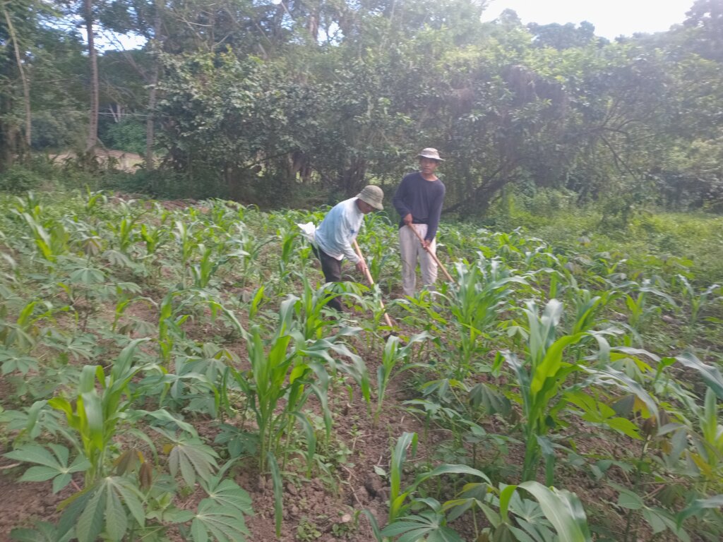 Masi and Eroni Weeding the cassava/corn Intercrop