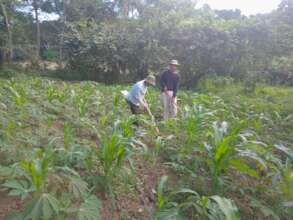 Masi and Eroni Weeding the cassava/corn Intercrop