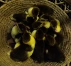 Downy soft ducklings in basket