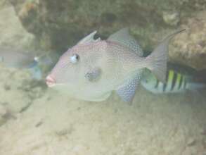 'Kissable' fish, but is he toxic from bad algae?