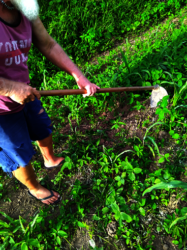 Austin hoeing multi-colored heritage corn