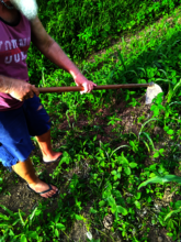 Austin hoeing multi-colored heritage corn