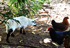 New lamb with socks sharing yard of Happy Chickens