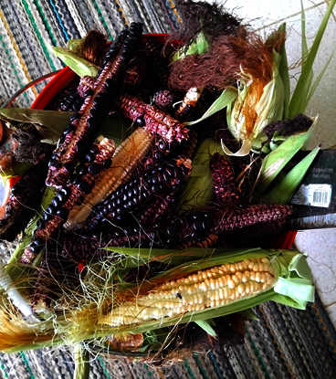 Austin's ripe corn nibbled by rats