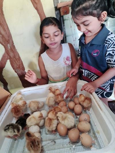 Organic chicken farmer's first hatch
